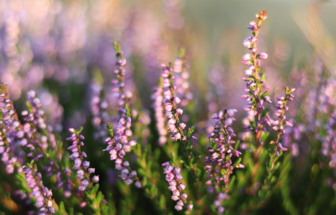 A kiedy po mnie zostaną…